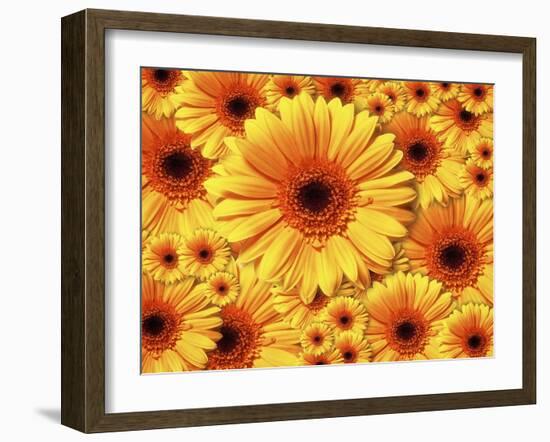 Sun flowers-Matthias Kulka-Framed Giclee Print