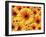 Sun flowers-Matthias Kulka-Framed Giclee Print