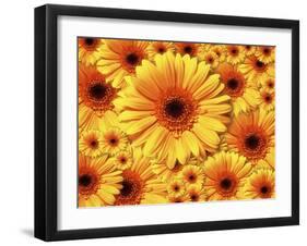 Sun flowers-Matthias Kulka-Framed Giclee Print