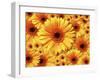 Sun flowers-Matthias Kulka-Framed Giclee Print