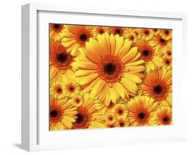 Sun flowers-Matthias Kulka-Framed Giclee Print