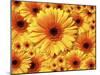 Sun flowers-Matthias Kulka-Mounted Giclee Print