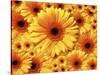 Sun flowers-Matthias Kulka-Stretched Canvas