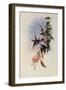 Sun Gem, Heliactin Cornuta-John Gould-Framed Giclee Print