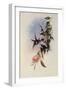 Sun Gem, Heliactin Cornuta-John Gould-Framed Giclee Print