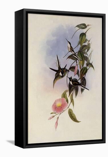 Sun Gem, Heliactin Cornuta-John Gould-Framed Stretched Canvas