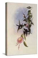 Sun Gem, Heliactin Cornuta-John Gould-Stretched Canvas