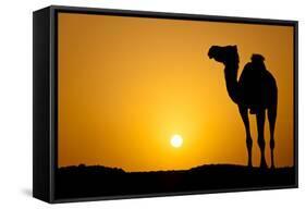 Sun Going Down in a Hot Desert: Silhouette of a Wild Camel at Sunset-l i g h t p o e t-Framed Stretched Canvas