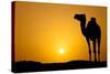 Sun Going Down in a Hot Desert: Silhouette of a Wild Camel at Sunset-l i g h t p o e t-Stretched Canvas