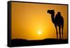 Sun Going Down in a Hot Desert: Silhouette of a Wild Camel at Sunset-l i g h t p o e t-Framed Stretched Canvas