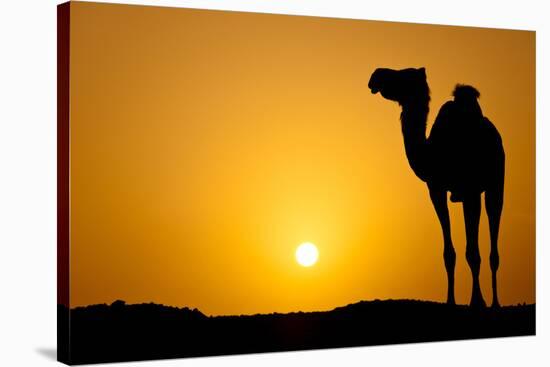 Sun Going Down in a Hot Desert: Silhouette of a Wild Camel at Sunset-l i g h t p o e t-Stretched Canvas