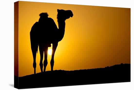 Sun Going Down in a Hot Desert: Silhouette of a Wild Camel at Sunset-l i g h t p o e t-Stretched Canvas