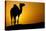 Sun Going Down in a Hot Desert: Silhouette of a Wild Camel at Sunset-l i g h t p o e t-Stretched Canvas