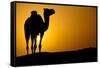 Sun Going Down in a Hot Desert: Silhouette of a Wild Camel at Sunset-l i g h t p o e t-Framed Stretched Canvas