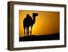 Sun Going Down in a Hot Desert: Silhouette of a Wild Camel at Sunset-l i g h t p o e t-Framed Photographic Print