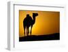 Sun Going Down in a Hot Desert: Silhouette of a Wild Camel at Sunset-l i g h t p o e t-Framed Photographic Print