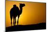 Sun Going Down in a Hot Desert: Silhouette of a Wild Camel at Sunset-l i g h t p o e t-Mounted Photographic Print