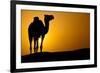 Sun Going Down in a Hot Desert: Silhouette of a Wild Camel at Sunset-l i g h t p o e t-Framed Photographic Print