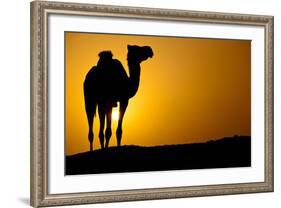 Sun Going Down in a Hot Desert: Silhouette of a Wild Camel at Sunset-l i g h t p o e t-Framed Photographic Print