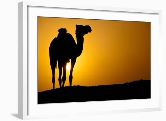 Sun Going Down in a Hot Desert: Silhouette of a Wild Camel at Sunset-l i g h t p o e t-Framed Photographic Print