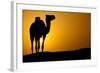 Sun Going Down in a Hot Desert: Silhouette of a Wild Camel at Sunset-l i g h t p o e t-Framed Photographic Print