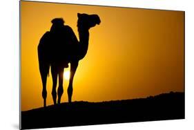 Sun Going Down in a Hot Desert: Silhouette of a Wild Camel at Sunset-l i g h t p o e t-Mounted Photographic Print