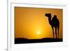 Sun Going Down in a Hot Desert: Silhouette of a Wild Camel at Sunset-l i g h t p o e t-Framed Photographic Print