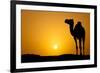 Sun Going Down in a Hot Desert: Silhouette of a Wild Camel at Sunset-l i g h t p o e t-Framed Photographic Print