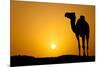 Sun Going Down in a Hot Desert: Silhouette of a Wild Camel at Sunset-l i g h t p o e t-Mounted Photographic Print