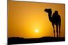Sun Going Down in a Hot Desert: Silhouette of a Wild Camel at Sunset-l i g h t p o e t-Mounted Photographic Print