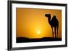 Sun Going Down in a Hot Desert: Silhouette of a Wild Camel at Sunset-l i g h t p o e t-Framed Photographic Print