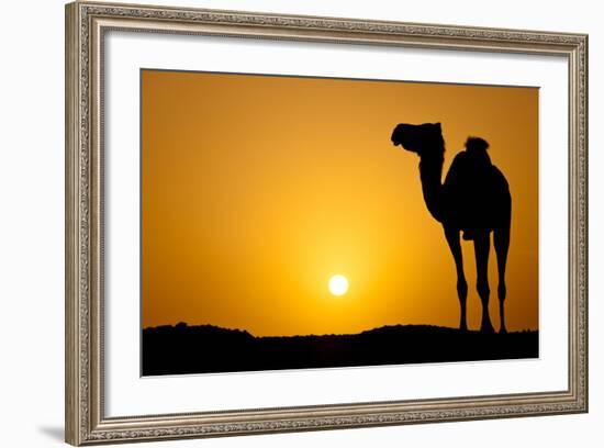 Sun Going Down in a Hot Desert: Silhouette of a Wild Camel at Sunset-l i g h t p o e t-Framed Photographic Print