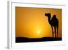 Sun Going Down in a Hot Desert: Silhouette of a Wild Camel at Sunset-l i g h t p o e t-Framed Photographic Print