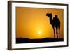 Sun Going Down in a Hot Desert: Silhouette of a Wild Camel at Sunset-l i g h t p o e t-Framed Photographic Print