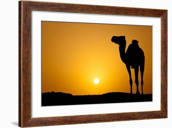 Sun Going Down in a Hot Desert: Silhouette of a Wild Camel at Sunset-l i g h t p o e t-Framed Photographic Print