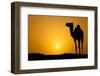 Sun Going Down in a Hot Desert: Silhouette of a Wild Camel at Sunset-l i g h t p o e t-Framed Photographic Print