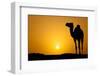 Sun Going Down in a Hot Desert: Silhouette of a Wild Camel at Sunset-l i g h t p o e t-Framed Photographic Print