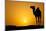 Sun Going Down in a Hot Desert: Silhouette of a Wild Camel at Sunset-l i g h t p o e t-Mounted Photographic Print