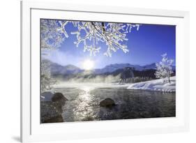 Sun Illuminates Tree Branches Covered with Frost Along the River Inn. Sils-ClickAlps-Framed Photographic Print