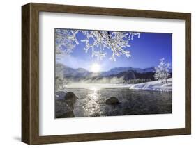 Sun Illuminates Tree Branches Covered with Frost Along the River Inn. Sils-ClickAlps-Framed Photographic Print