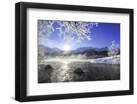 Sun Illuminates Tree Branches Covered with Frost Along the River Inn. Sils-ClickAlps-Framed Photographic Print