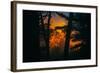 Sun in the Mist, Through the Trees, Oakland California-Vincent James-Framed Photographic Print