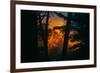 Sun in the Mist, Through the Trees, Oakland California-Vincent James-Framed Photographic Print