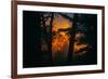 Sun in the Mist, Through the Trees, Oakland California-Vincent James-Framed Photographic Print