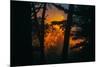 Sun in the Mist, Through the Trees, Oakland California-Vincent James-Mounted Photographic Print