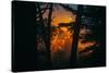 Sun in the Mist, Through the Trees, Oakland California-Vincent James-Stretched Canvas