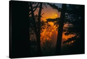 Sun in the Mist, Through the Trees, Oakland California-Vincent James-Stretched Canvas