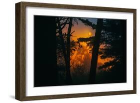 Sun in the Mist, Through the Trees, Oakland California-Vincent James-Framed Photographic Print