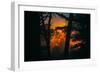 Sun in the Mist, Through the Trees, Oakland California-Vincent James-Framed Photographic Print