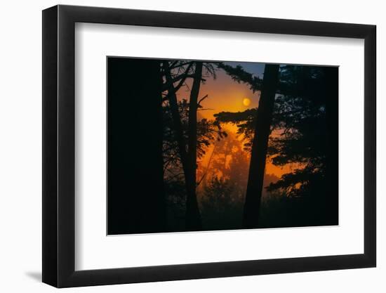 Sun in the Mist, Through the Trees, Oakland California-Vincent James-Framed Photographic Print